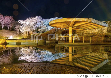 国営みちのく湖畔公園　夜桜のライトアップ「みちのく花明かり」　宮城県川崎町 113609467