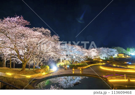 国営みちのく湖畔公園　夜桜のライトアップ「みちのく花明かり」　宮城県川崎町 113609468