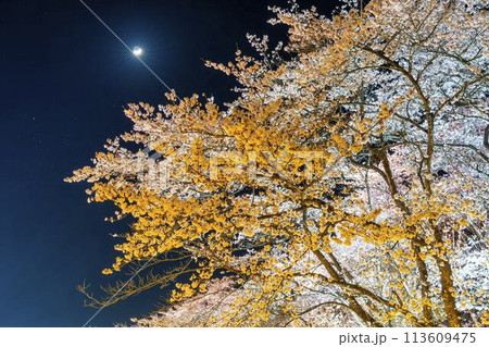 国営みちのく湖畔公園　夜桜のライトアップ「みちのく花明かり」　宮城県川崎町 113609475