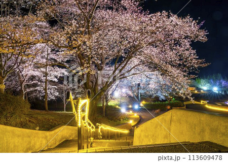 国営みちのく湖畔公園　夜桜のライトアップ「みちのく花明かり」　宮城県川崎町 113609478