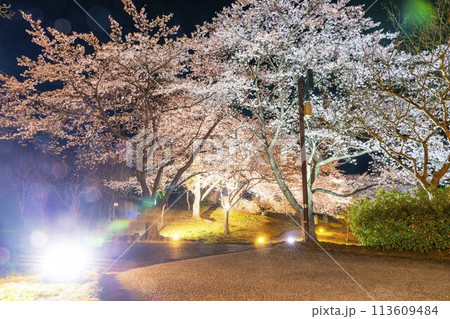国営みちのく湖畔公園　夜桜のライトアップ「みちのく花明かり」　宮城県川崎町 113609484