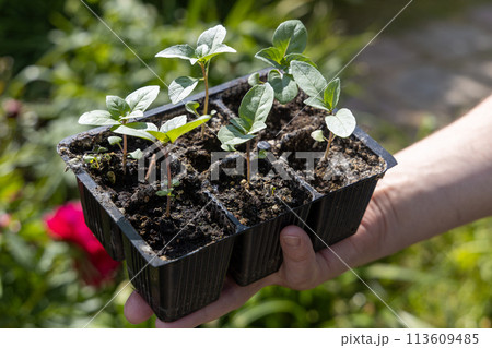 A male farmer holds a basil seedling in his hands. Agriculture and farming concept. 113609485