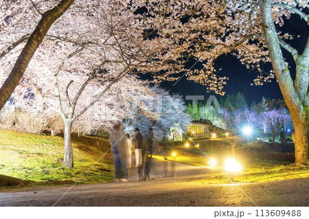 国営みちのく湖畔公園　夜桜のライトアップ「みちのく花明かり」　宮城県川崎町 113609488