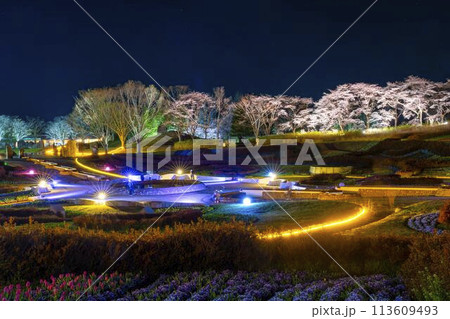 国営みちのく湖畔公園　夜桜のライトアップ「みちのく花明かり」　宮城県川崎町 113609493