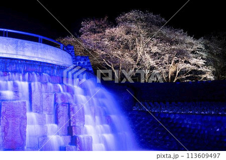 国営みちのく湖畔公園　夜桜のライトアップ「みちのく花明かり」　宮城県川崎町 113609497