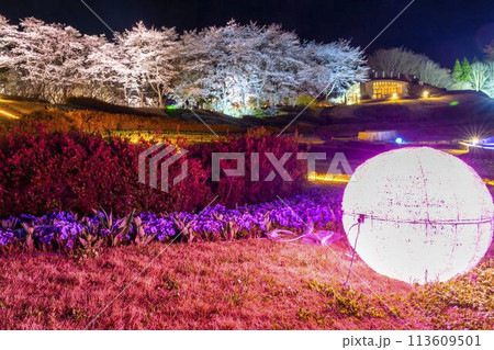 国営みちのく湖畔公園 夜桜のライトアップ「みちのく花明かり」 宮城県川崎町 国営みちのく湖畔公園 夜桜のライトアップ「みちのく花明かり」 宮城県川崎町 113609501