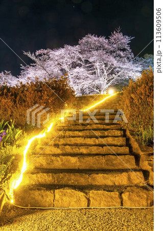 国営みちのく湖畔公園　夜桜のライトアップ「みちのく花明かり」　宮城県川崎町 113609506