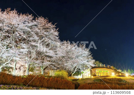 国営みちのく湖畔公園　夜桜のライトアップ「みちのく花明かり」　宮城県川崎町 113609508