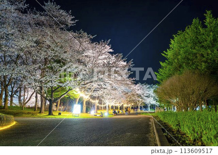 国営みちのく湖畔公園 夜桜のライトアップ「みちのく花明かり」 宮城県川崎町 国営みちのく湖畔公園 夜桜のライトアップ「みちのく花明かり」 宮城県川崎町 113609517