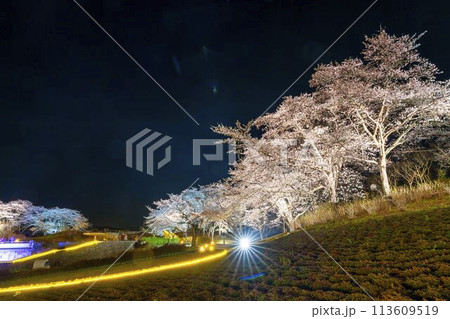 国営みちのく湖畔公園　夜桜のライトアップ「みちのく花明かり」　宮城県川崎町 113609519