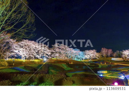 国営みちのく湖畔公園　夜桜のライトアップ「みちのく花明かり」　宮城県川崎町 113609531