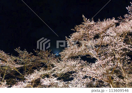 国営みちのく湖畔公園　夜桜のライトアップ「みちのく花明かり」　宮城県川崎町 113609546