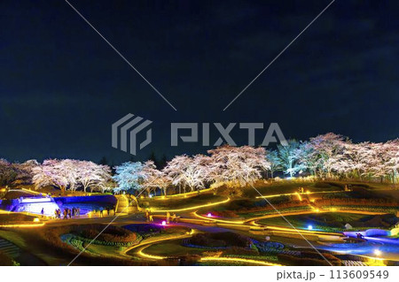 国営みちのく湖畔公園 夜桜のライトアップ「みちのく花明かり」 宮城県川崎町 国営みちのく湖畔公園 夜桜のライトアップ「みちのく花明かり」 宮城県川崎町 113609549