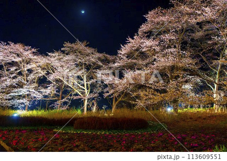 国営みちのく湖畔公園　夜桜のライトアップ「みちのく花明かり」　宮城県川崎町 113609551