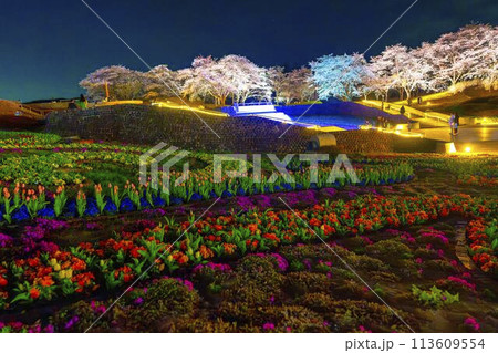 国営みちのく湖畔公園　夜桜のライトアップ「みちのく花明かり」　宮城県川崎町 113609554
