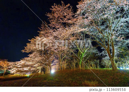 国営みちのく湖畔公園　夜桜のライトアップ「みちのく花明かり」　宮城県川崎町 113609558