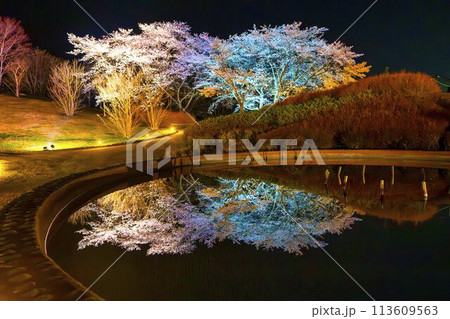 国営みちのく湖畔公園　夜桜のライトアップ「みちのく花明かり」　宮城県川崎町 113609563