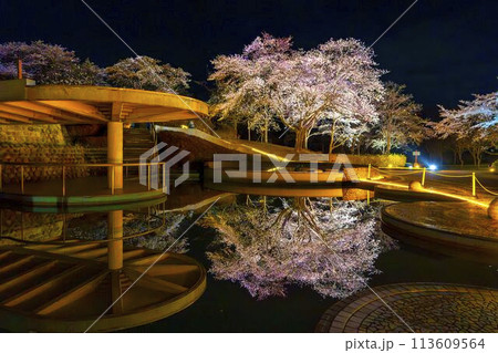 国営みちのく湖畔公園 夜桜のライトアップ「みちのく花明かり」 宮城県川崎町 国営みちのく湖畔公園 夜桜のライトアップ「みちのく花明かり」 宮城県川崎町 113609564
