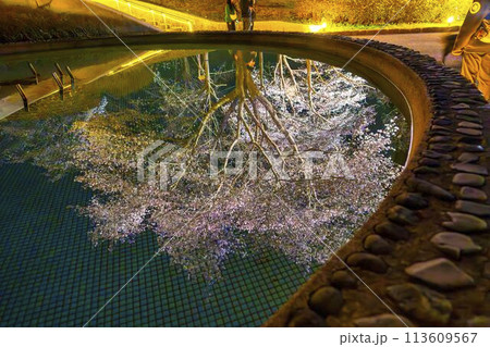 国営みちのく湖畔公園 夜桜のライトアップ「みちのく花明かり」 宮城県川崎町 国営みちのく湖畔公園 夜桜のライトアップ「みちのく花明かり」 宮城県川崎町 113609567