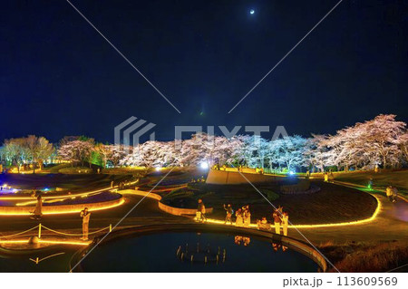 国営みちのく湖畔公園　夜桜のライトアップ「みちのく花明かり」　宮城県川崎町 113609569