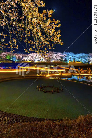 国営みちのく湖畔公園　夜桜のライトアップ「みちのく花明かり」　宮城県川崎町 113609578