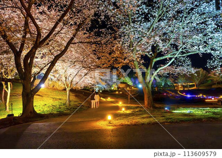 国営みちのく湖畔公園　夜桜のライトアップ「みちのく花明かり」　宮城県川崎町 113609579