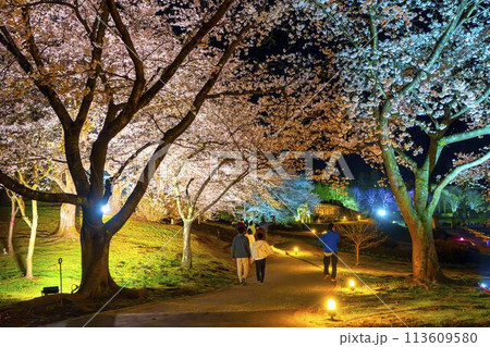 国営みちのく湖畔公園　夜桜のライトアップ「みちのく花明かり」　宮城県川崎町 113609580