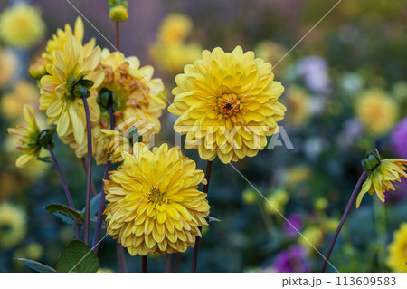 Dahlia yellow and orange flowers in garden 113609583