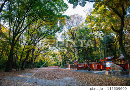 秋の京都　下鴨神社　糺の森 113609600