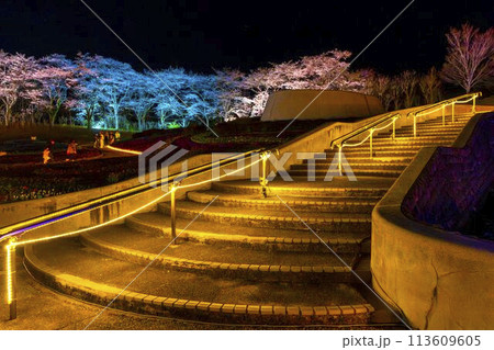 国営みちのく湖畔公園　夜桜のライトアップ「みちのく花明かり」　宮城県川崎町 113609605