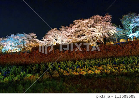 国営みちのく湖畔公園　夜桜のライトアップ「みちのく花明かり」　宮城県川崎町 113609609