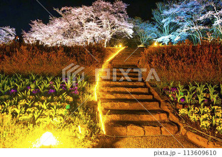 国営みちのく湖畔公園　夜桜のライトアップ「みちのく花明かり」　宮城県川崎町 113609610