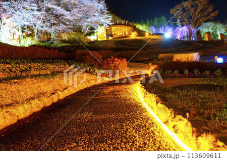 国営みちのく湖畔公園　夜桜のライトアップ「みちのく花明かり」　宮城県川崎町 113609611