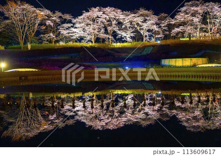 国営みちのく湖畔公園　夜桜のライトアップ「みちのく花明かり」　宮城県川崎町 113609617