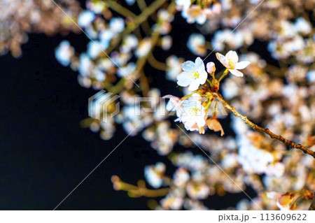 国営みちのく湖畔公園　夜桜のライトアップ「みちのく花明かり」　宮城県川崎町 113609622