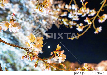 国営みちのく湖畔公園 夜桜のライトアップ「みちのく花明かり」 宮城県川崎町 国営みちのく湖畔公園 夜桜のライトアップ「みちのく花明かり」 宮城県川崎町 113609623