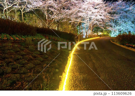 国営みちのく湖畔公園　夜桜のライトアップ「みちのく花明かり」　宮城県川崎町 113609626
