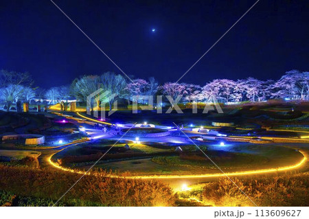 国営みちのく湖畔公園　夜桜のライトアップ「みちのく花明かり」　宮城県川崎町 113609627