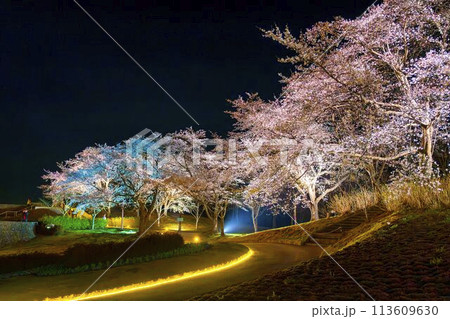 国営みちのく湖畔公園　夜桜のライトアップ「みちのく花明かり」　宮城県川崎町 113609630