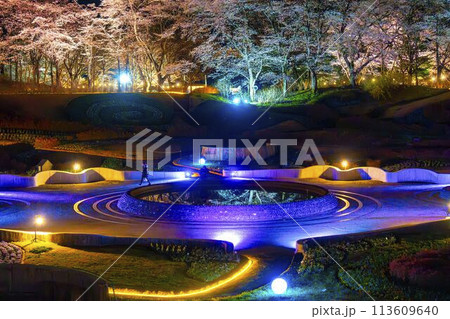 国営みちのく湖畔公園 夜桜のライトアップ「みちのく花明かり」 宮城県川崎町 国営みちのく湖畔公園 夜桜のライトアップ「みちのく花明かり」 宮城県川崎町 113609640