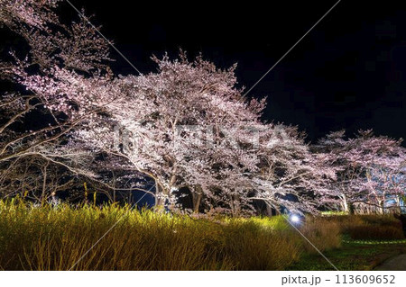 国営みちのく湖畔公園 夜桜のライトアップ「みちのく花明かり」 宮城県川崎町 国営みちのく湖畔公園 夜桜のライトアップ「みちのく花明かり」 宮城県川崎町 113609652