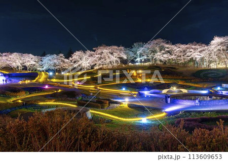 国営みちのく湖畔公園 夜桜のライトアップ「みちのく花明かり」 宮城県川崎町 国営みちのく湖畔公園 夜桜のライトアップ「みちのく花明かり」 宮城県川崎町 113609653