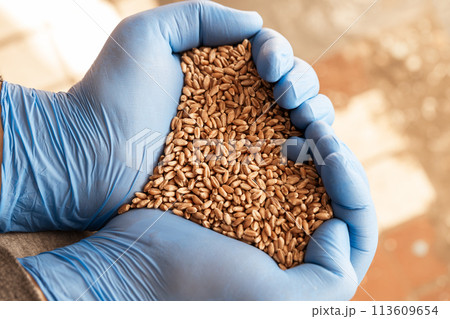 Close-up of a handful of wheat seeds in hands Close-up of a handful of wheat seeds in hands 113609654