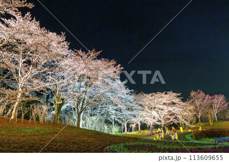 国営みちのく湖畔公園 夜桜のライトアップ「みちのく花明かり」 宮城県川崎町 国営みちのく湖畔公園 夜桜のライトアップ「みちのく花明かり」 宮城県川崎町 113609655