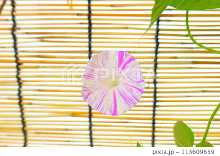 アサガオ 朝顔 あさがお アサガオ 朝顔 あさがお 113609659