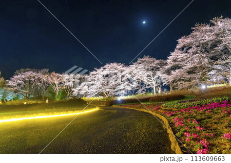 国営みちのく湖畔公園　夜桜のライトアップ「みちのく花明かり」　宮城県川崎町 113609663