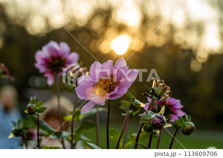 Close up of a blue bayou dahlia in bloom 113609706
