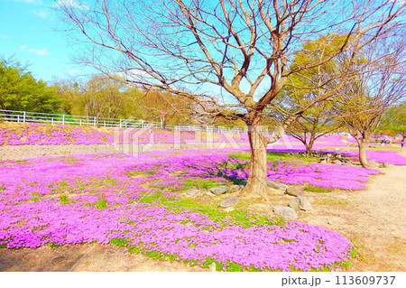 芝桜 シバザクラ しばざくら 立谷川 桜 山形市 芝桜 シバザクラ しばざくら 立谷川 桜 山形市 113609737