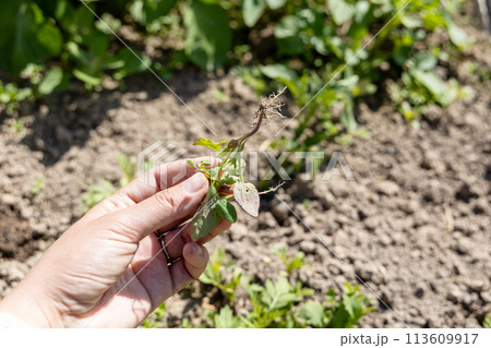 A hand holds a young swan weed plant. Atriplex patula 113609917