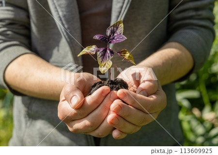 A male farmer holds a basil seedling in his hands. Agriculture and farming concept. 113609925